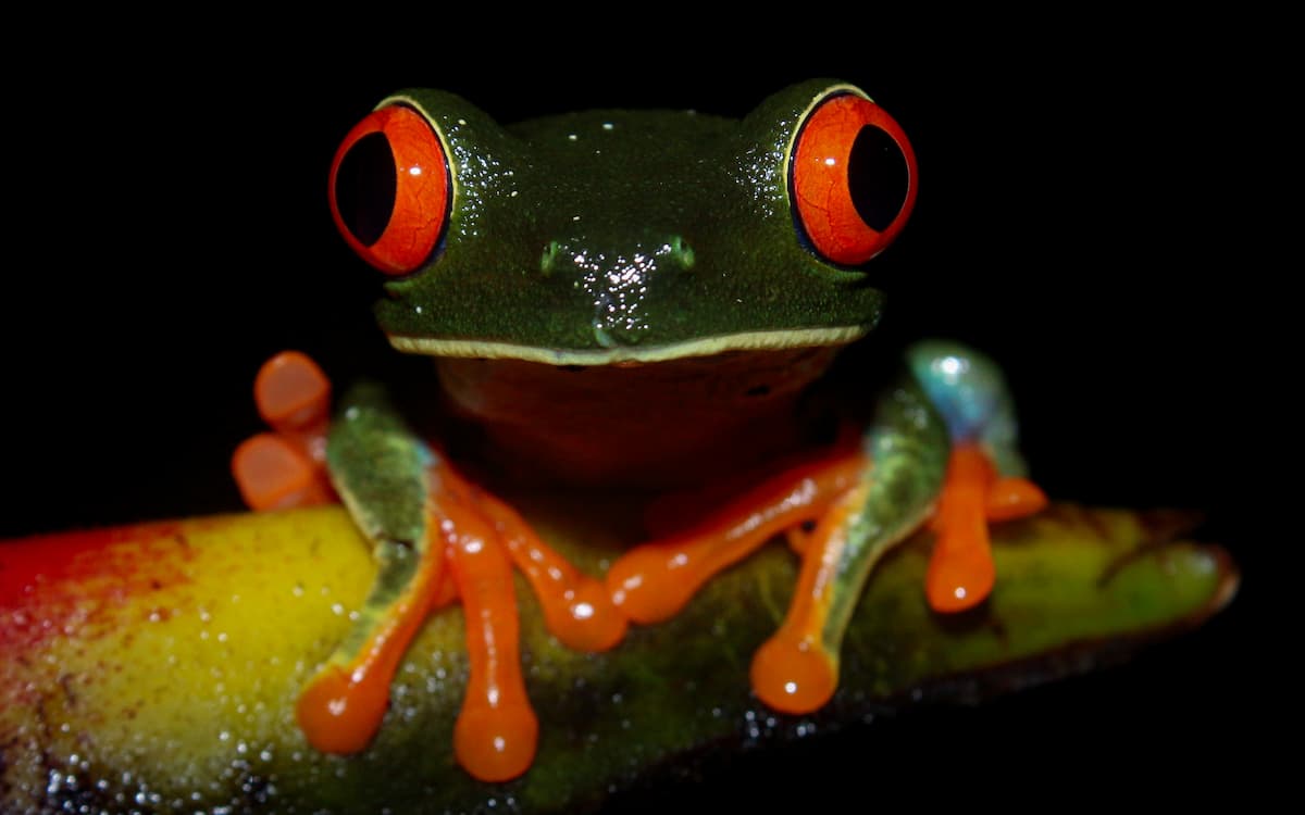 Night Tour La Fortuna - featured photo