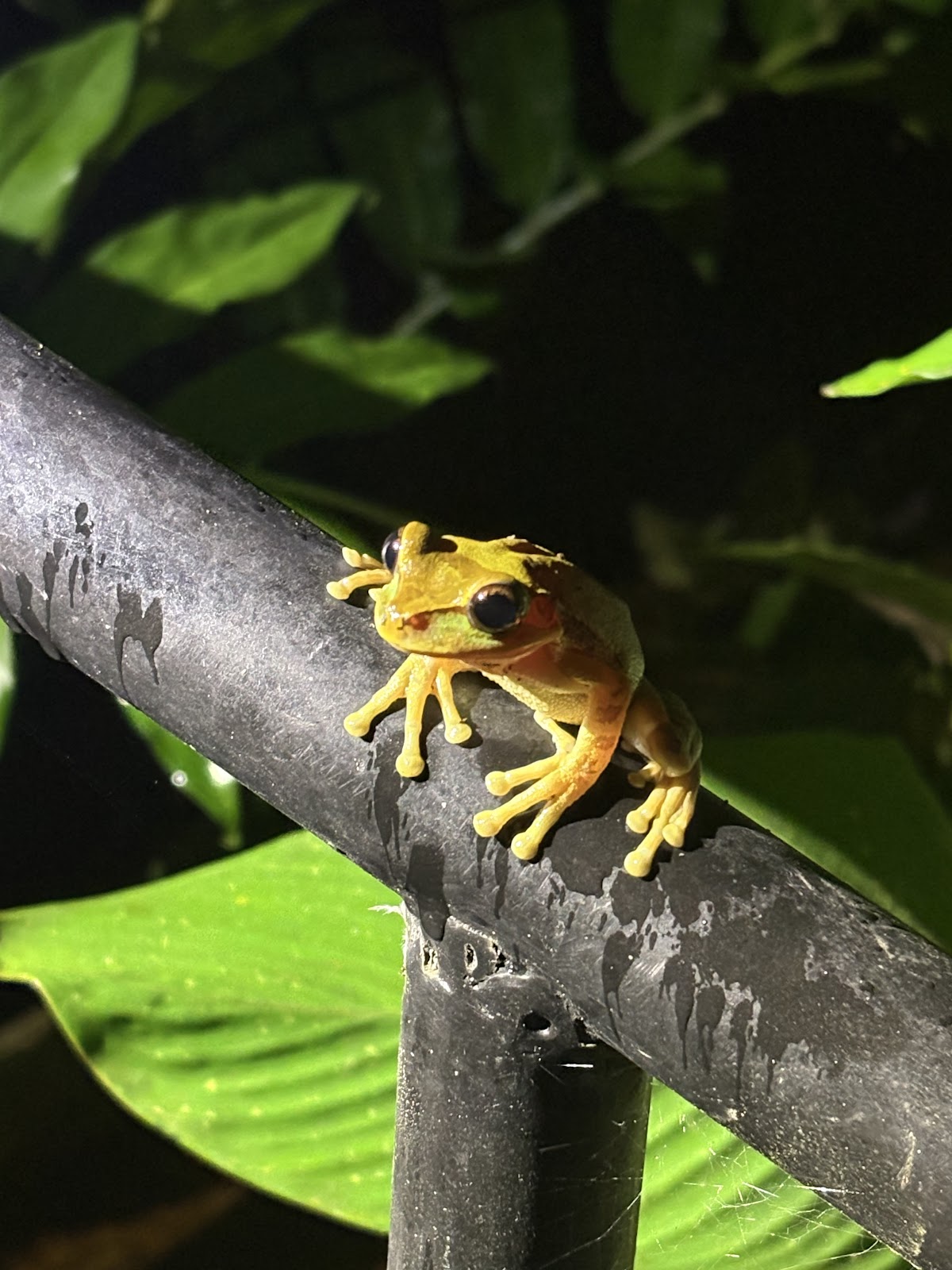 Night Tour La Fortuna - photo 2