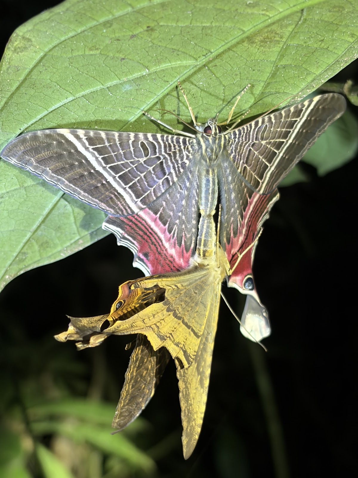 Night Tour La Fortuna - photo 5