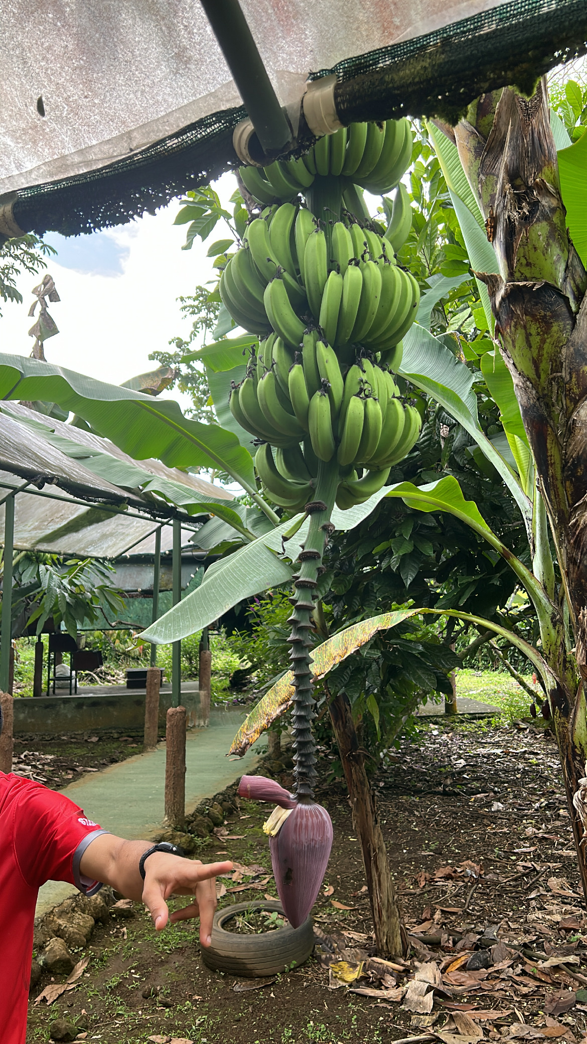 Don Juan Tours La Fortuna - photo 3