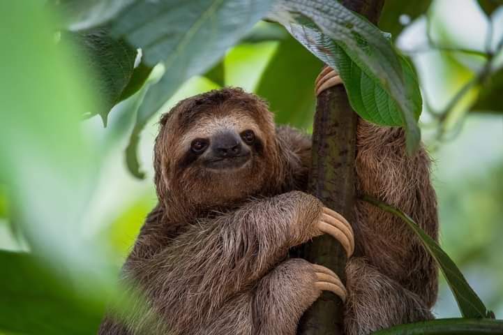 Arenal Private Tours COSTA RICA . - photo 2