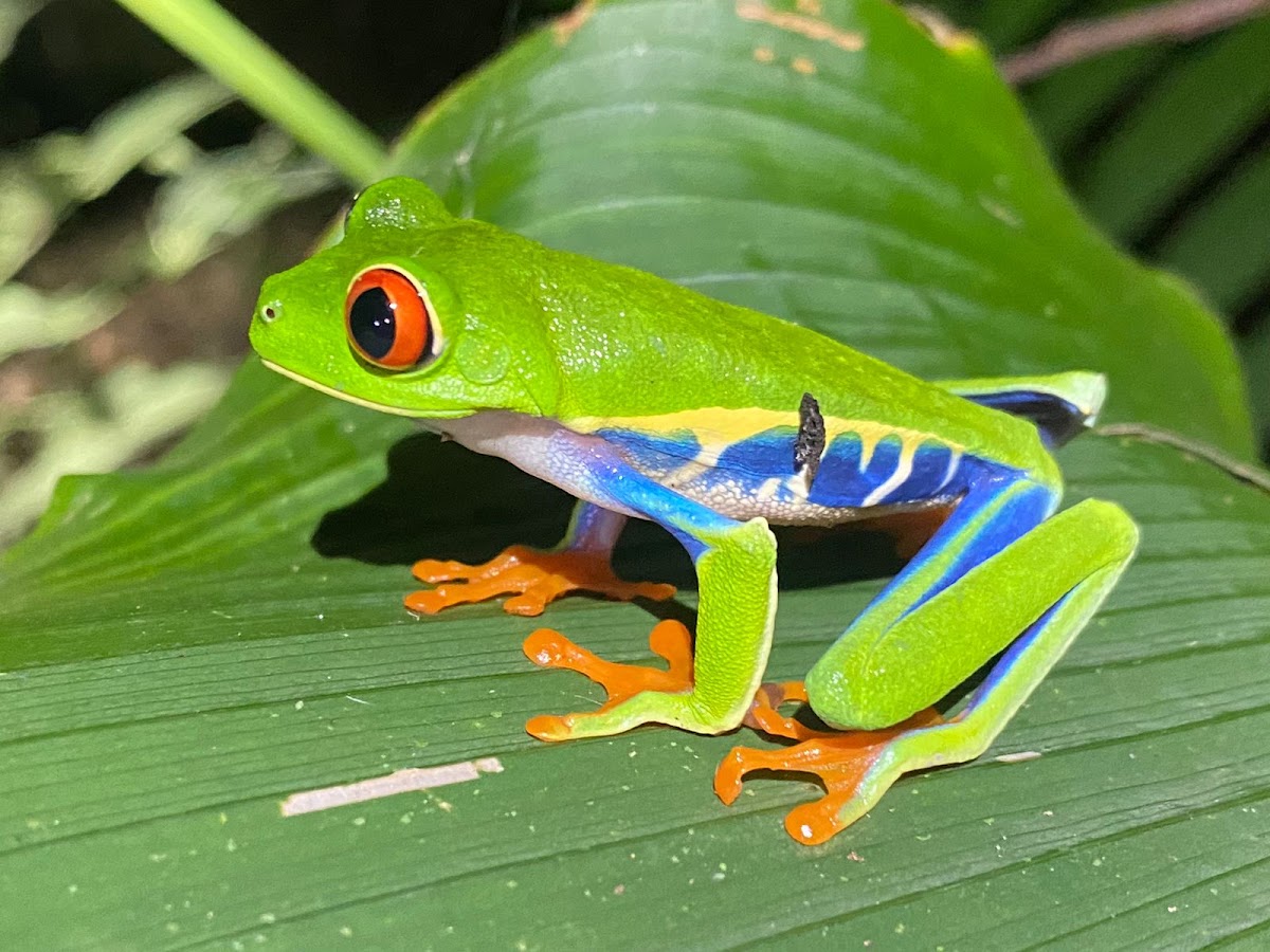 Arenal Private Tours COSTA RICA . - photo 3