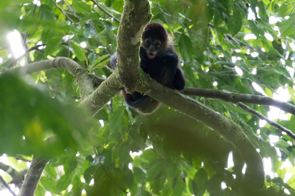 Costa Rica Tours adventure and Nature - photo 3