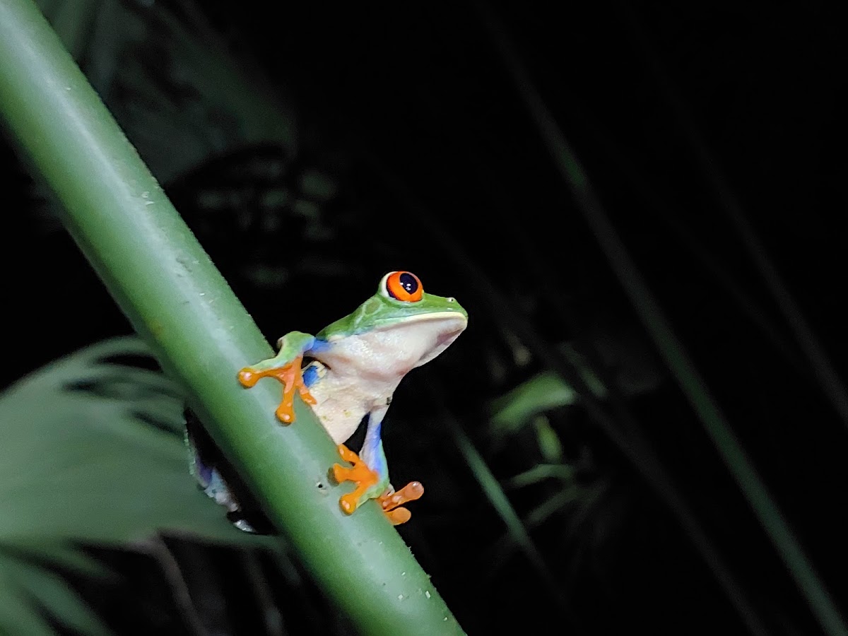 Costa Rica Tours adventure and Nature - photo 5