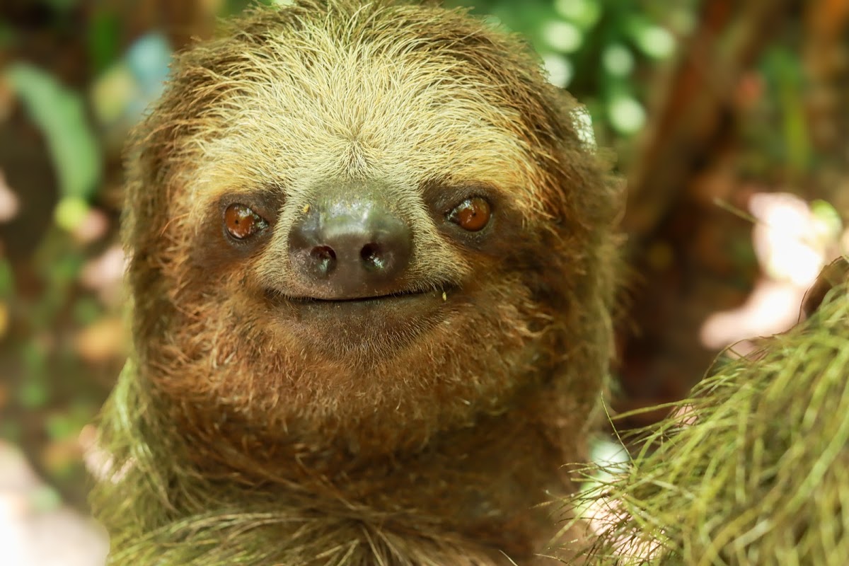 Sloth Tour La Fortuna Near Arenal Volcano Private Trail Costa Rica - featured photo