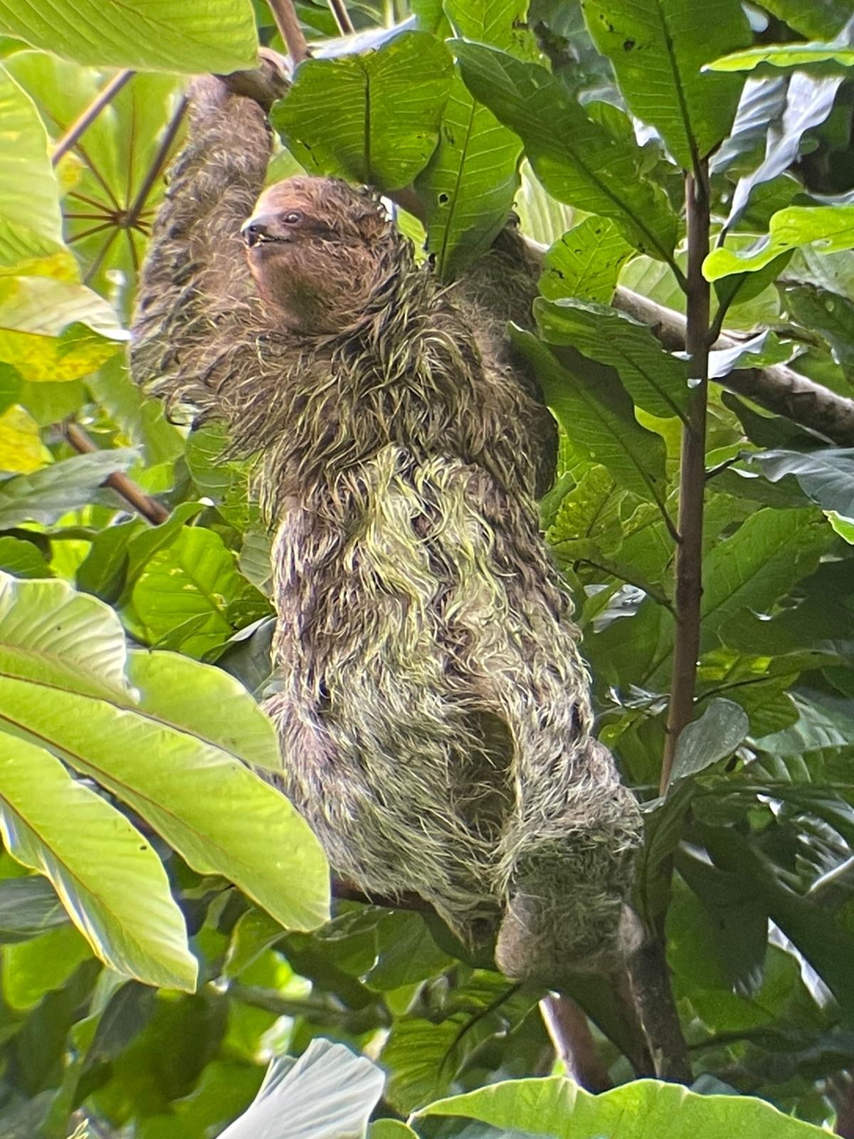 Sloth Tour La Fortuna Near Arenal Volcano Private Trail Costa Rica - photo 2