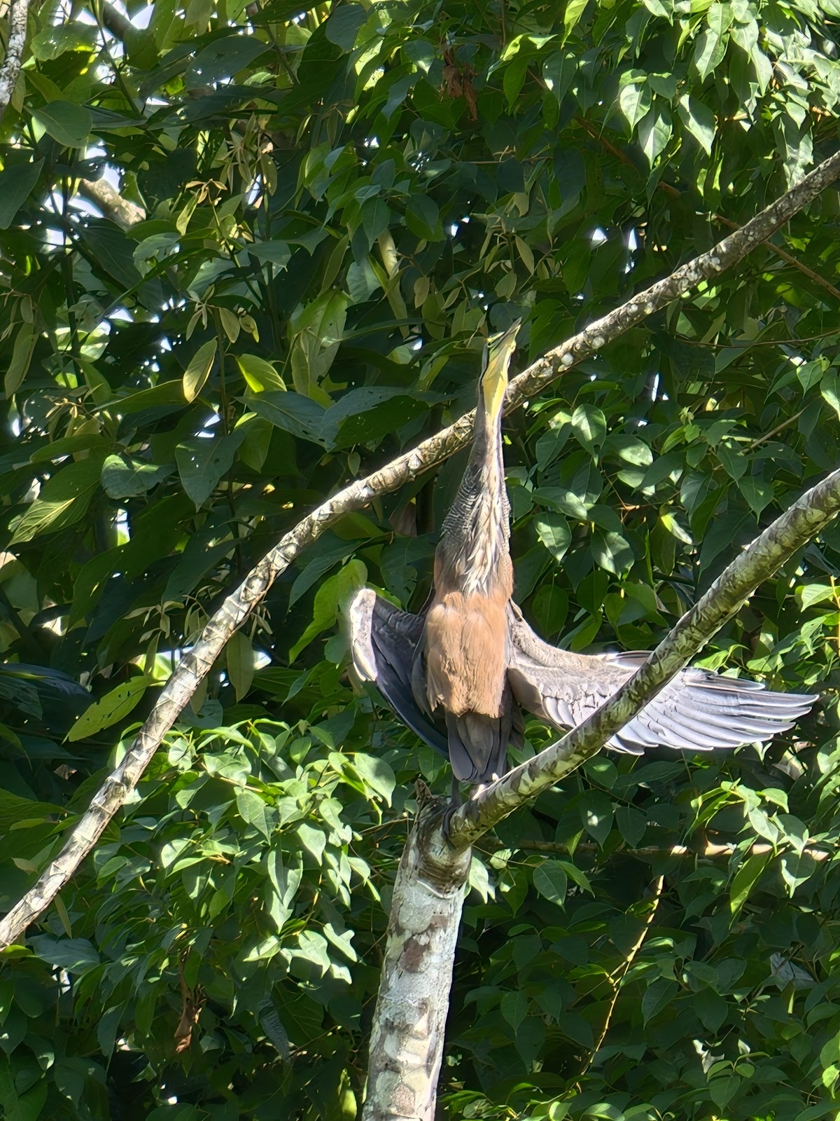 Sloth Tour La Fortuna Near Arenal Volcano Private Trail Costa Rica - photo 5