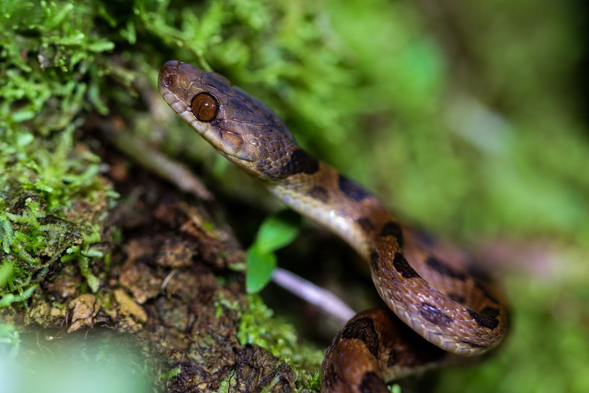 Wildlife Tours Costa Rica - photo 3