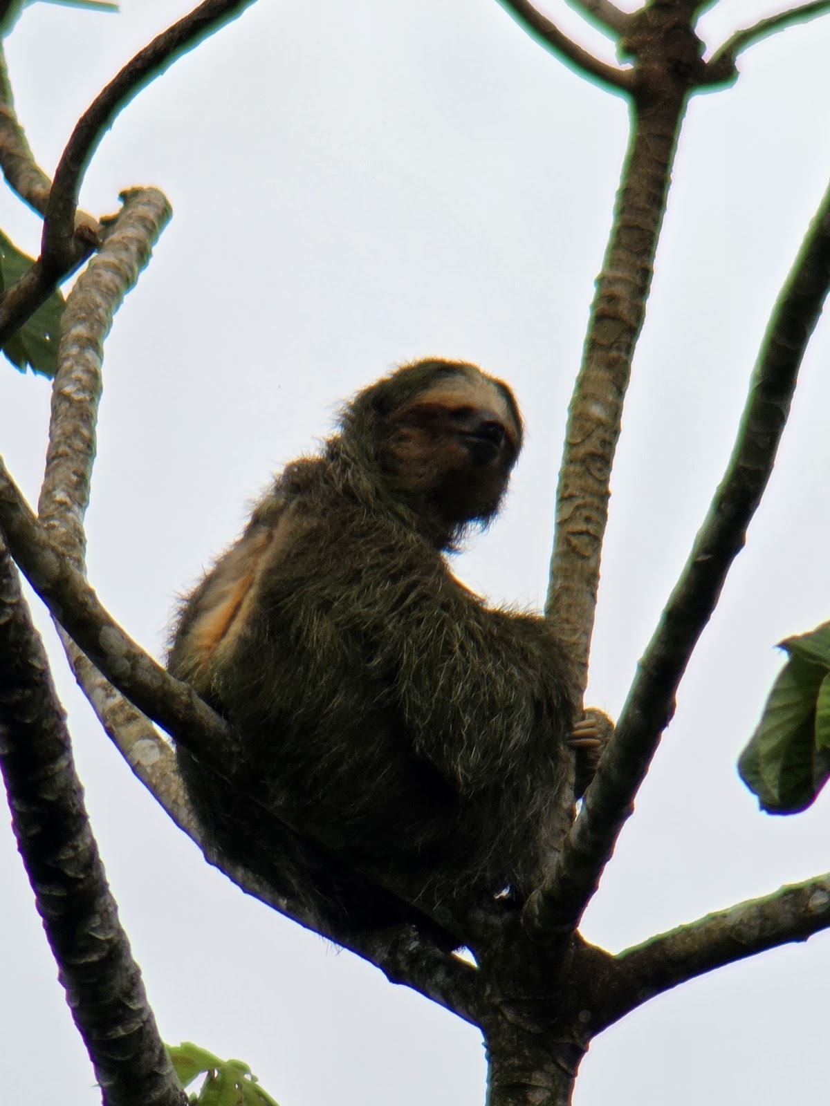 Wildlife Tours Costa Rica - photo 4
