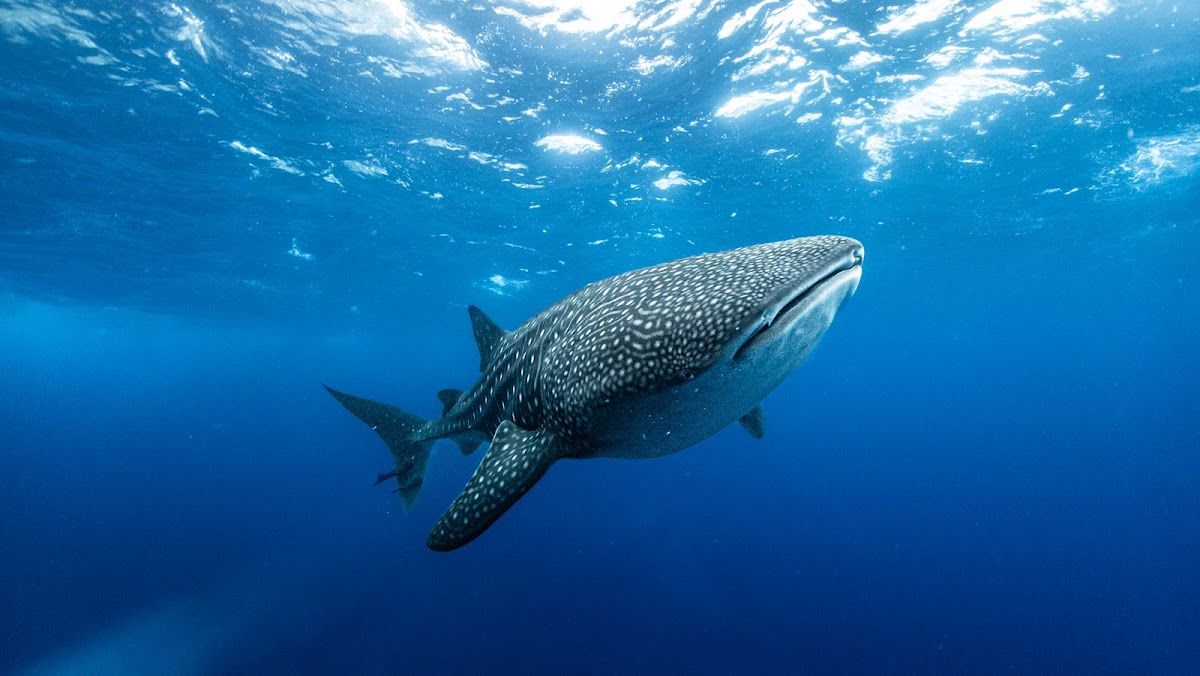 COSTA RICA DIVE AND SURF | PADI 5 STAR | Scuba and Snorkeling - featured photo
