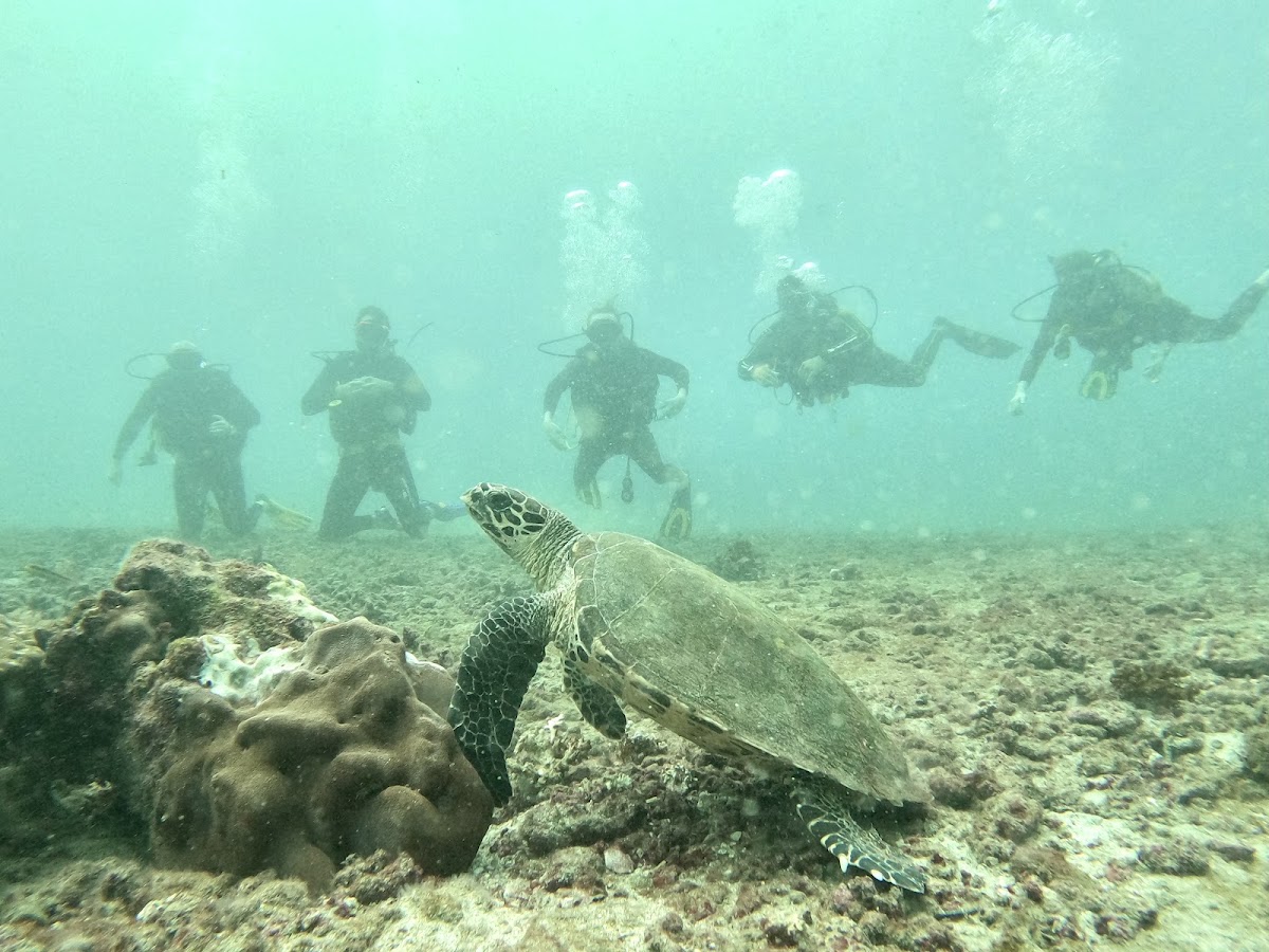 COSTA RICA DIVE AND SURF | PADI 5 STAR | Scuba and Snorkeling - photo 3