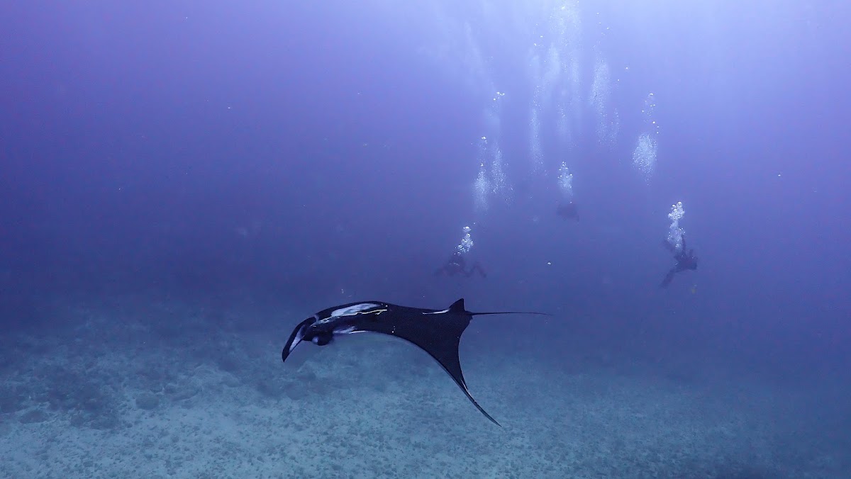 COSTA RICA DIVE AND SURF | PADI 5 STAR | Scuba and Snorkeling - photo 4