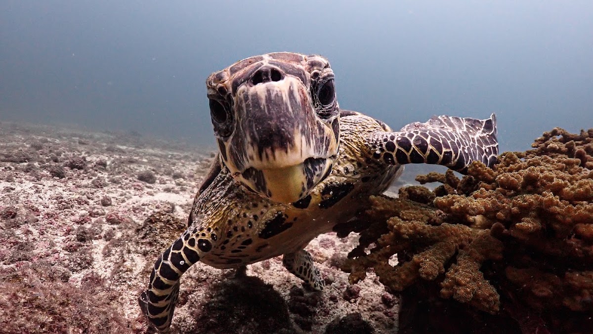 COSTA RICA DIVE AND SURF | PADI 5 STAR | Scuba and Snorkeling - photo 5