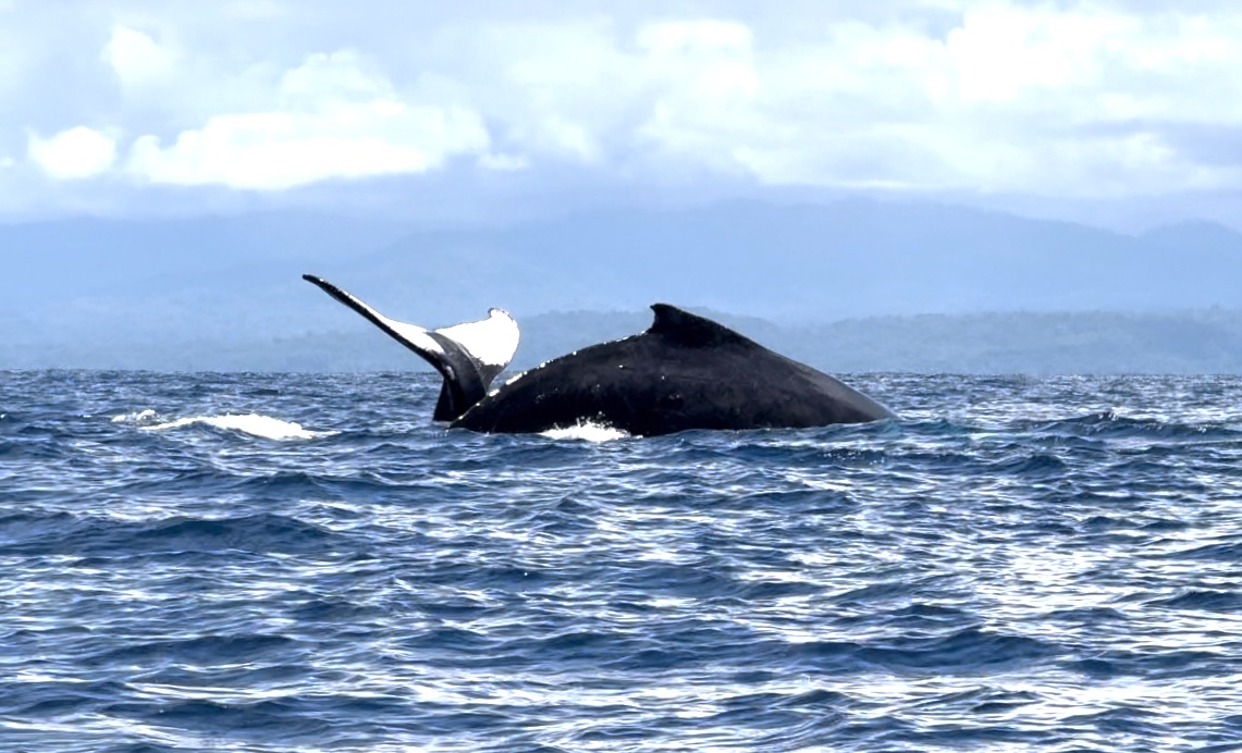 COSTA RICA DIVE AND SURF | PADI 5 STAR | Scuba and Snorkeling - photo 6