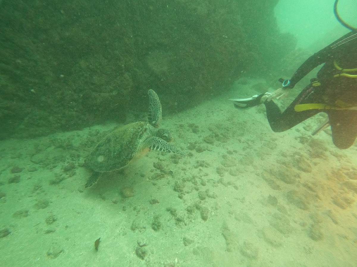 Costa Rica Adventure Divers - photo 4