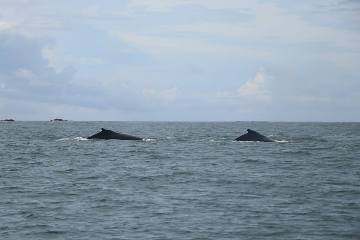 Costa Rica Adventure Divers - photo 5