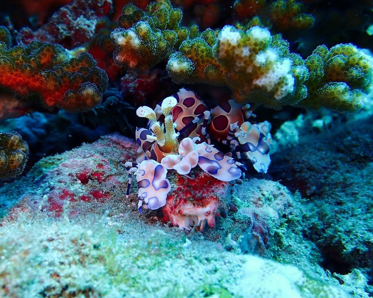 Costa Rica Adventure Divers - photo 8