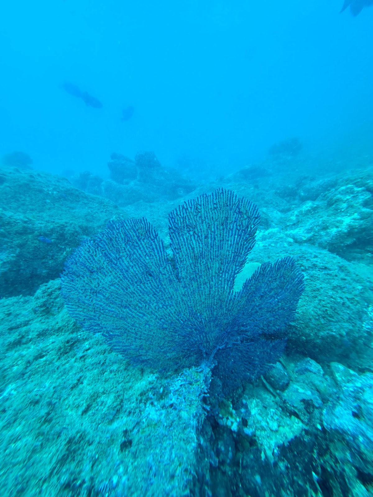 Ananda. Dive N' Flow - photo 2