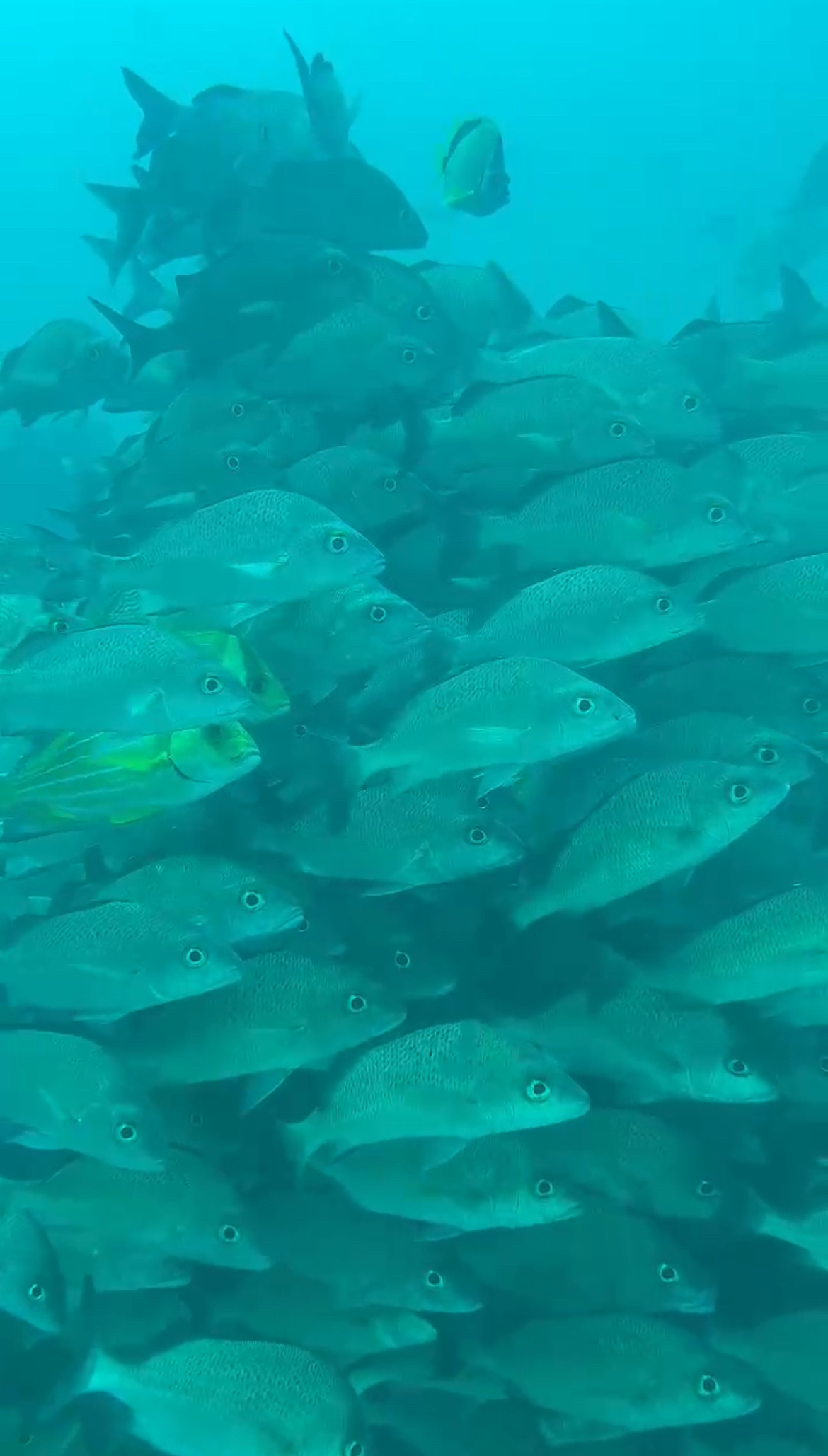 Ananda. Dive N' Flow - photo 4