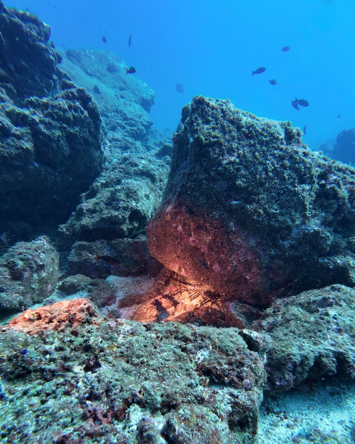 Ananda. Dive N' Flow - photo 5