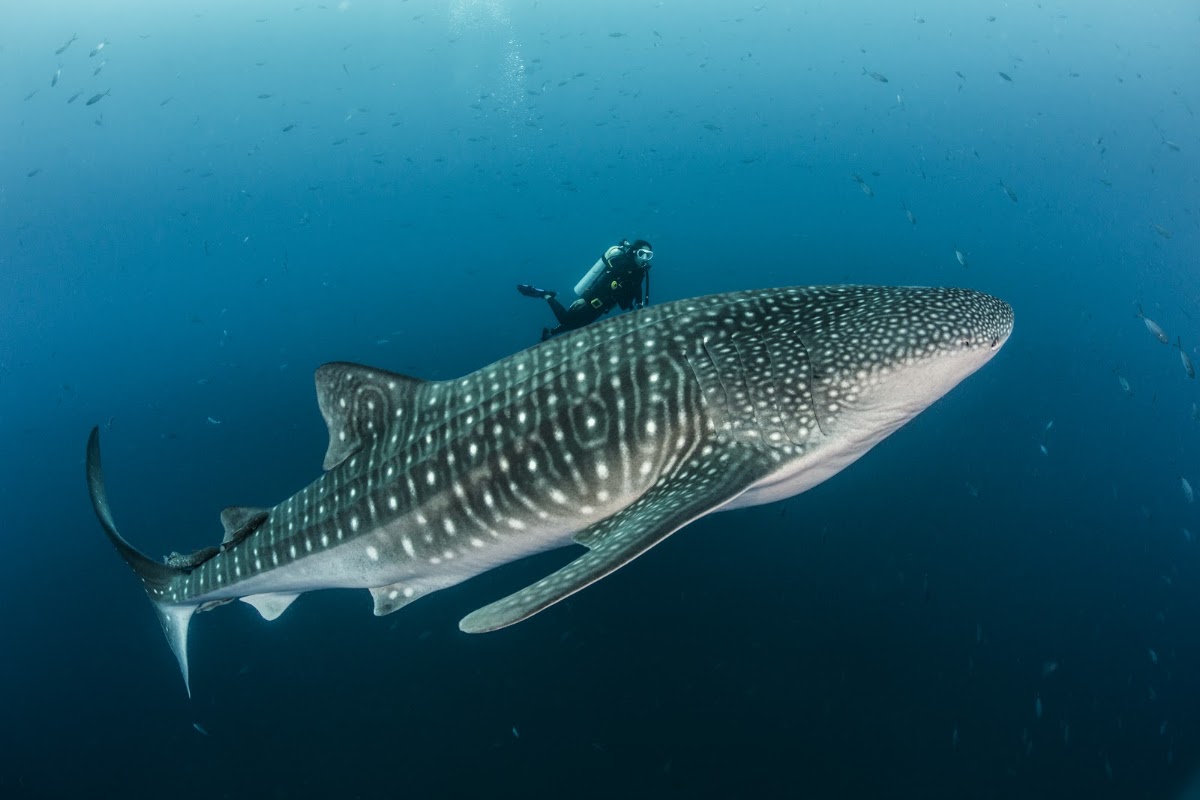Blacktip Divers Costa Rica - featured photo