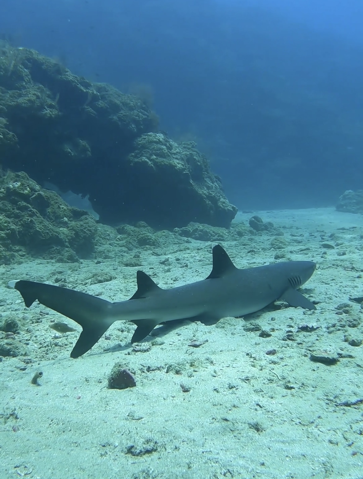 Blacktip Divers Costa Rica - photo 2