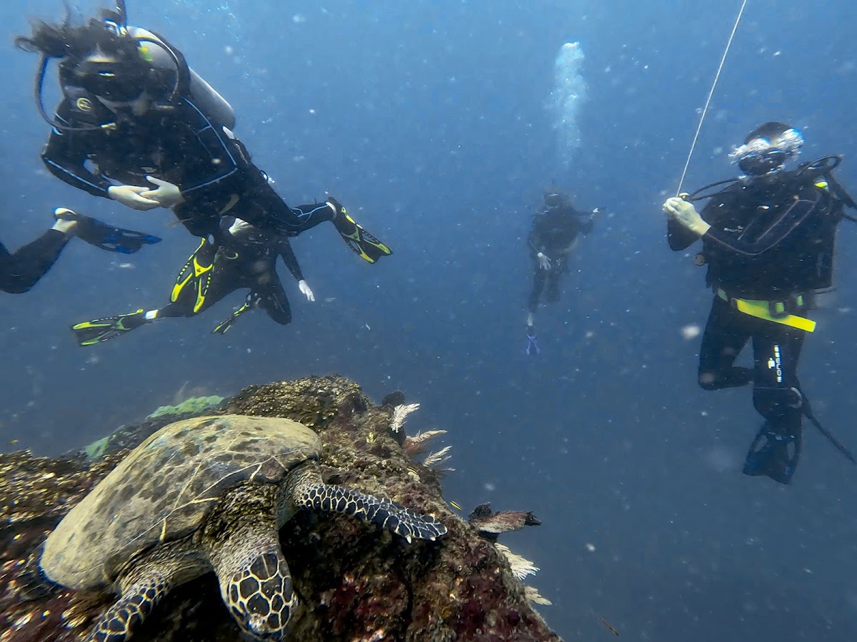 Blacktip Divers Costa Rica - photo 5