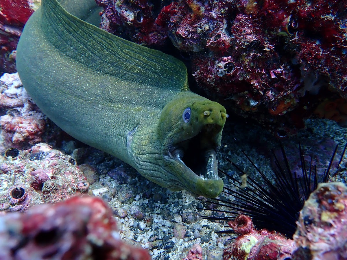 Under the Sea Diving | Playa Potrero Dive Center - photo 4
