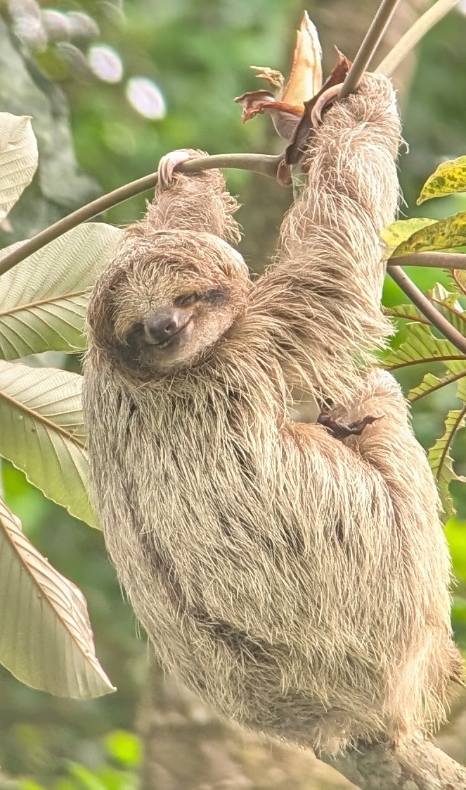 Sloth Watching Trail La Fortuna, Sloth Park - photo 2