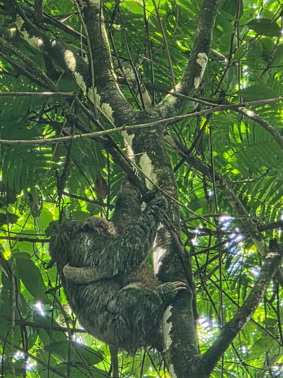 Sloth Watching Trail La Fortuna, Sloth Park - photo 3