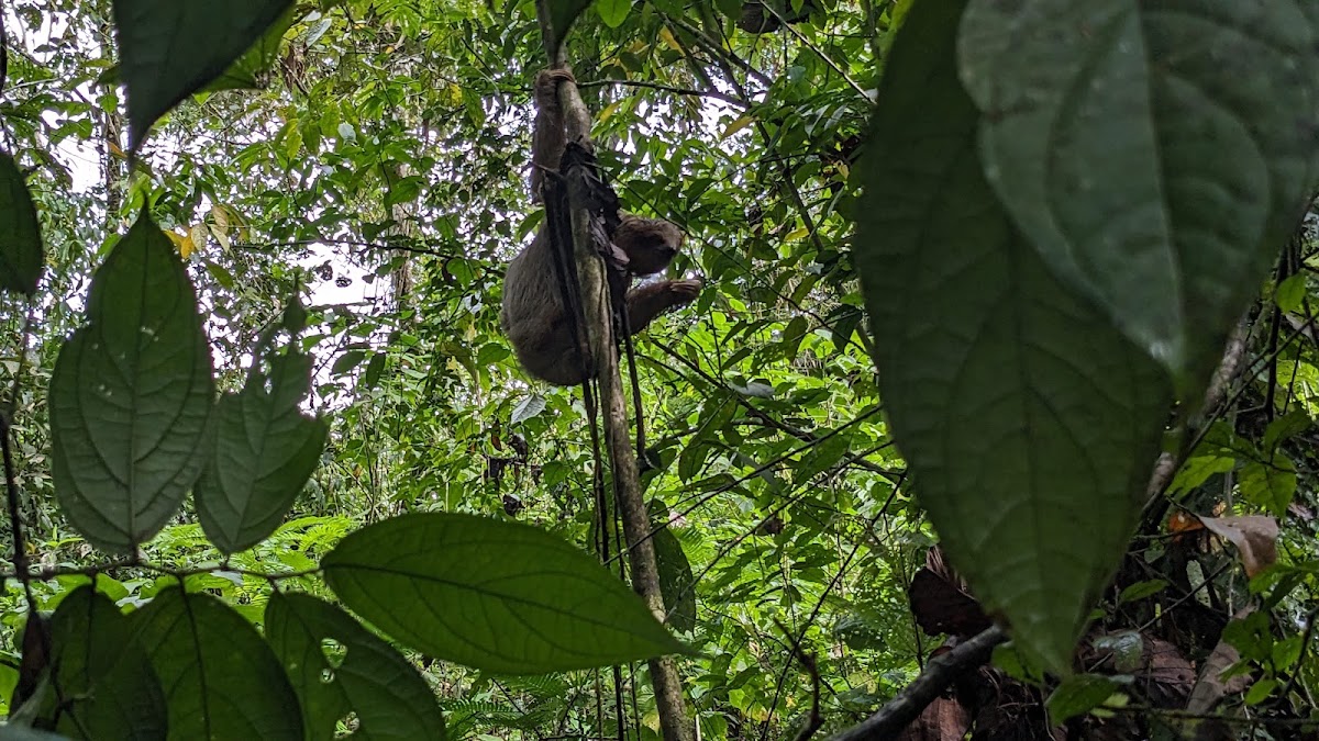 Sloth Watching Trail La Fortuna, Sloth Park - photo 4