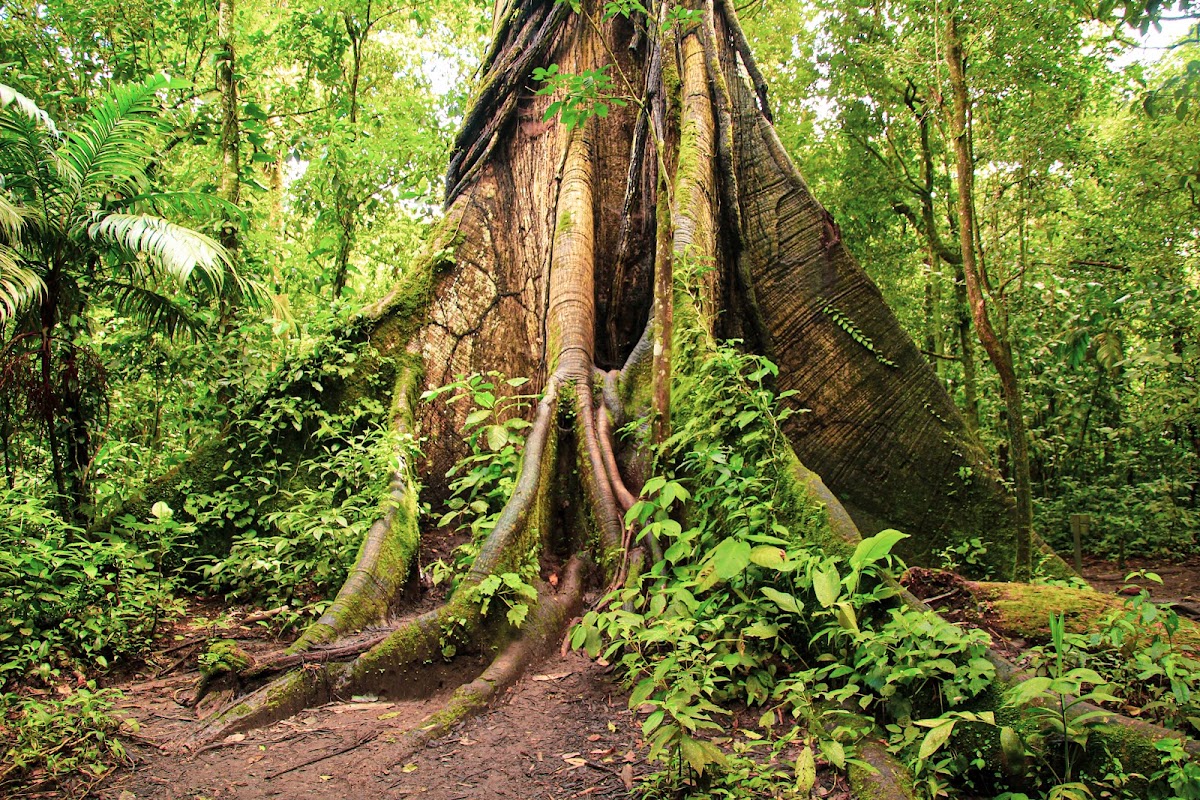 Parque Nacional Volcán Arenal - photo 4