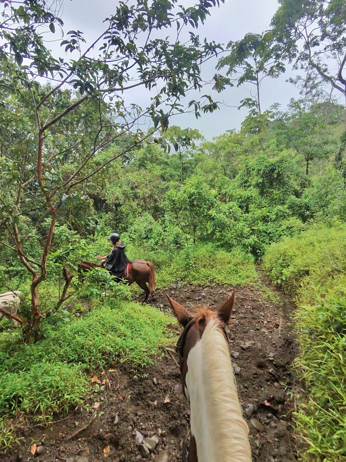 Horseback Riding In Arenal By Don Tobias Horses - photo 5
