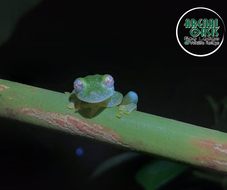 Arenal Oasis Eco Lodge & Wildlife Refuge - photo 4