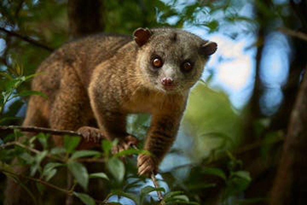 Monteverde Night Tour - featured photo