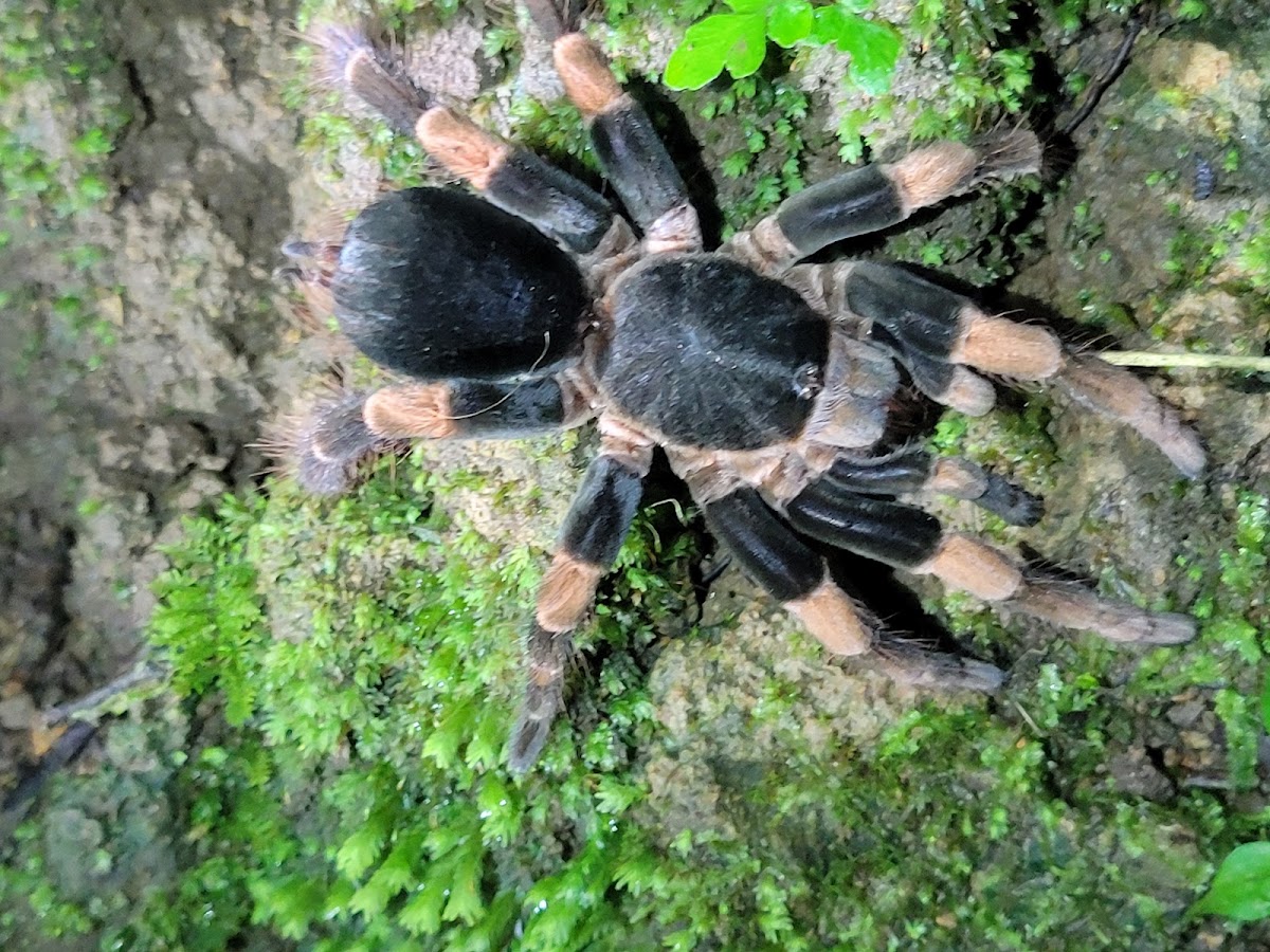 Monteverde Night Tour - photo 2