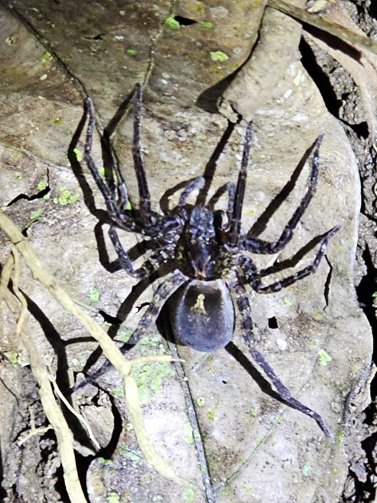 Monteverde Night Tour - photo 3