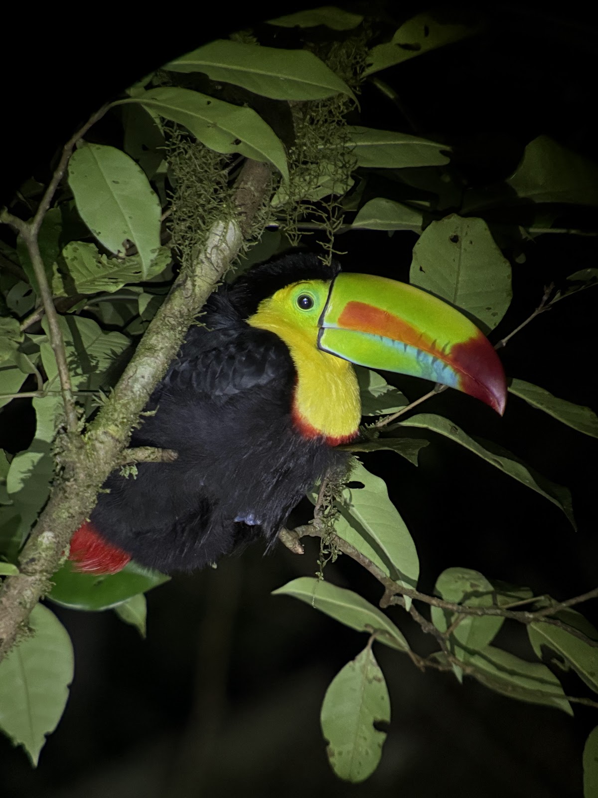 Monteverde Night Tour - photo 4