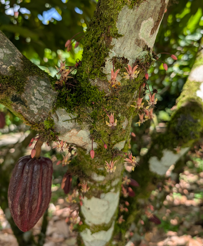 North Fields Coffee Tour - photo 2