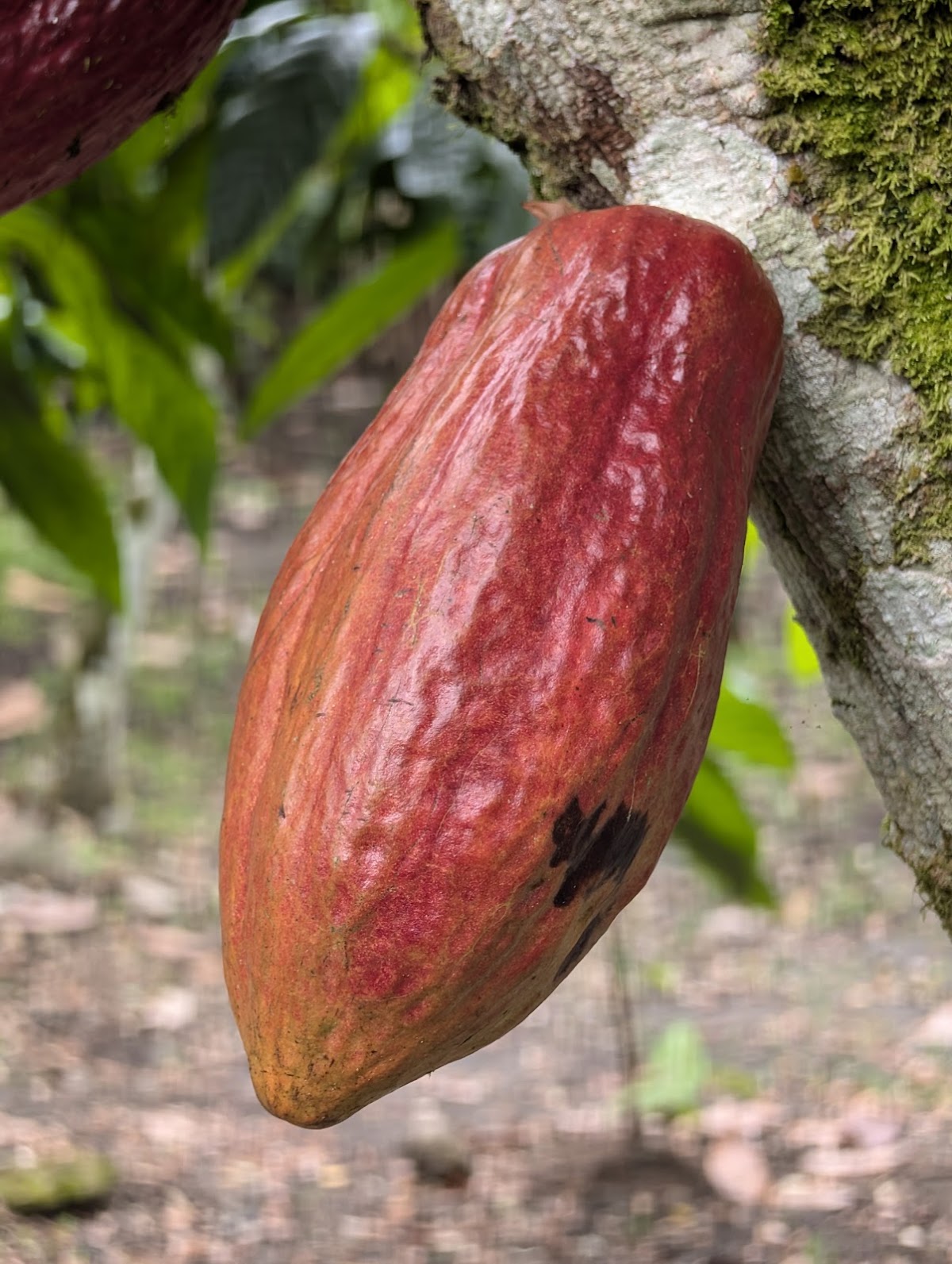 Coffee & Chocolate Tour La Fortuna - photo 2
