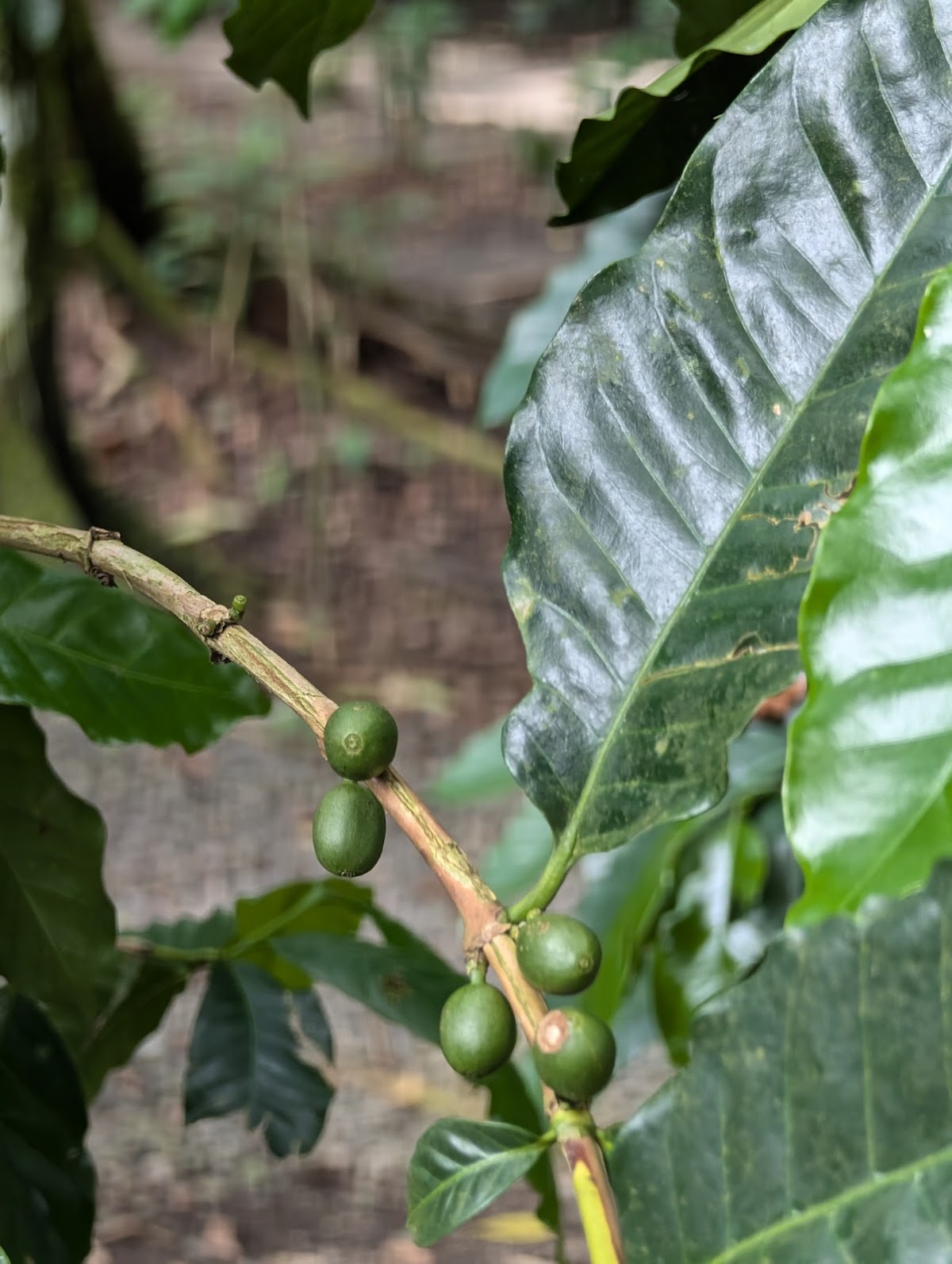 Coffee & Chocolate Tour La Fortuna - photo 5