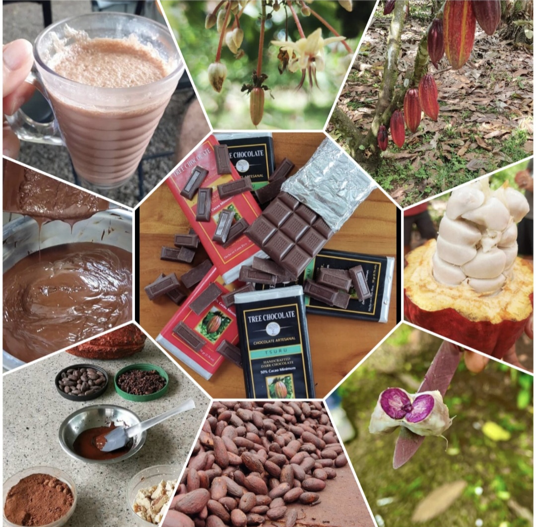 Tree Chocolate Tour - featured photo
