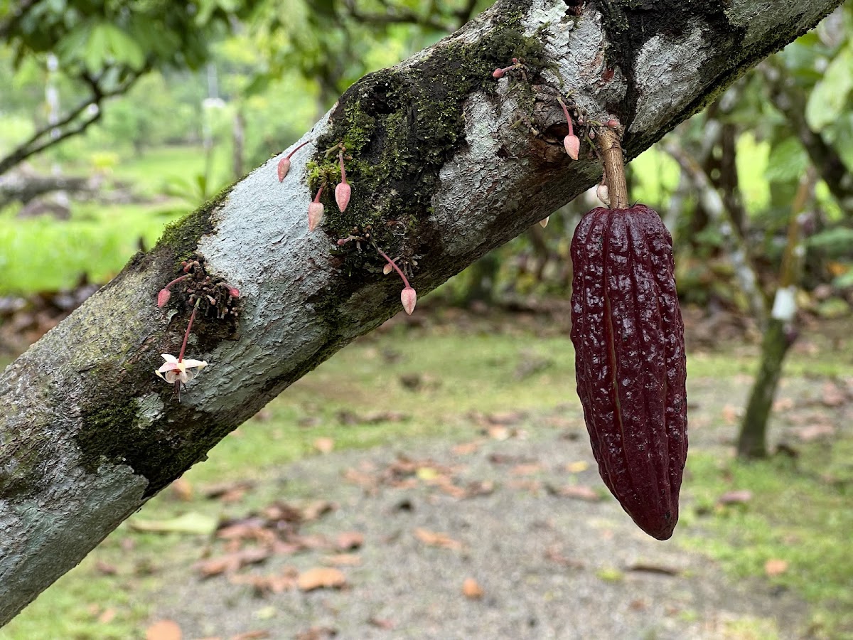 Tree Chocolate Tour - photo 2
