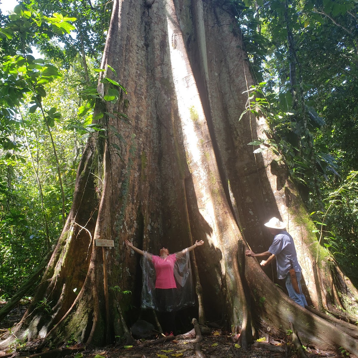 Tree Chocolate Tour - photo 3