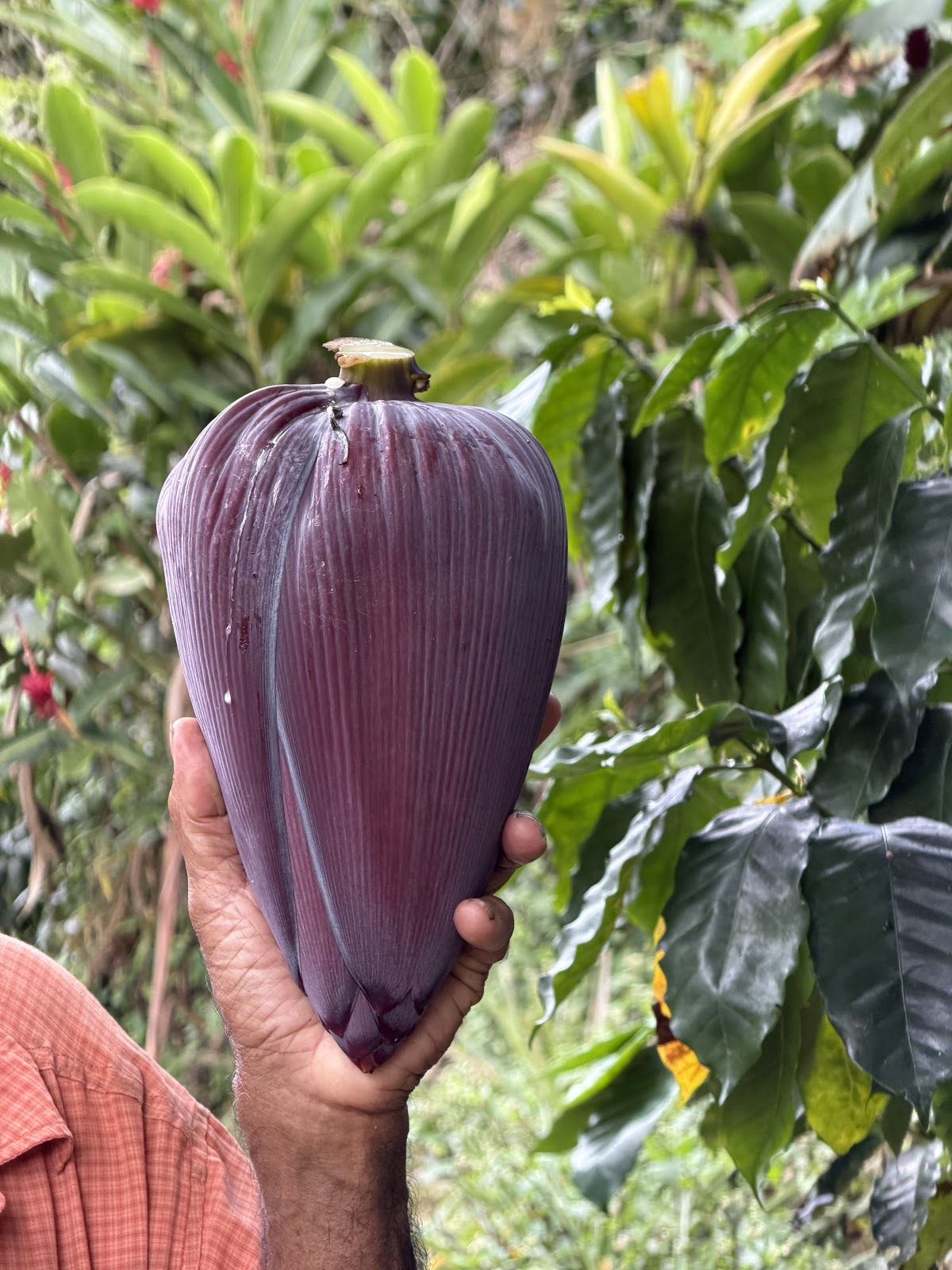 Finca La Esperanza: Coffee and Chocolate Tour, Cabaña Blue Jeans - featured photo