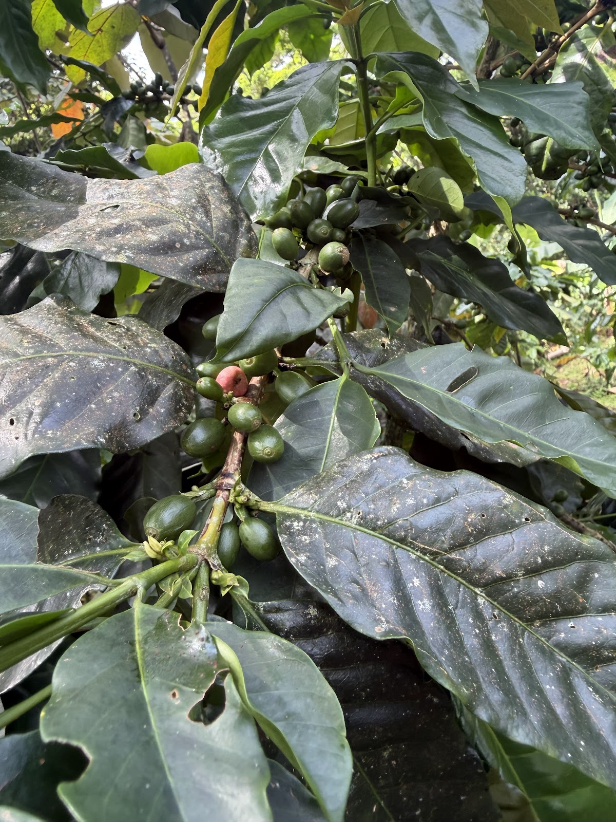 Finca La Esperanza: Coffee and Chocolate Tour, Cabaña Blue Jeans - photo 4