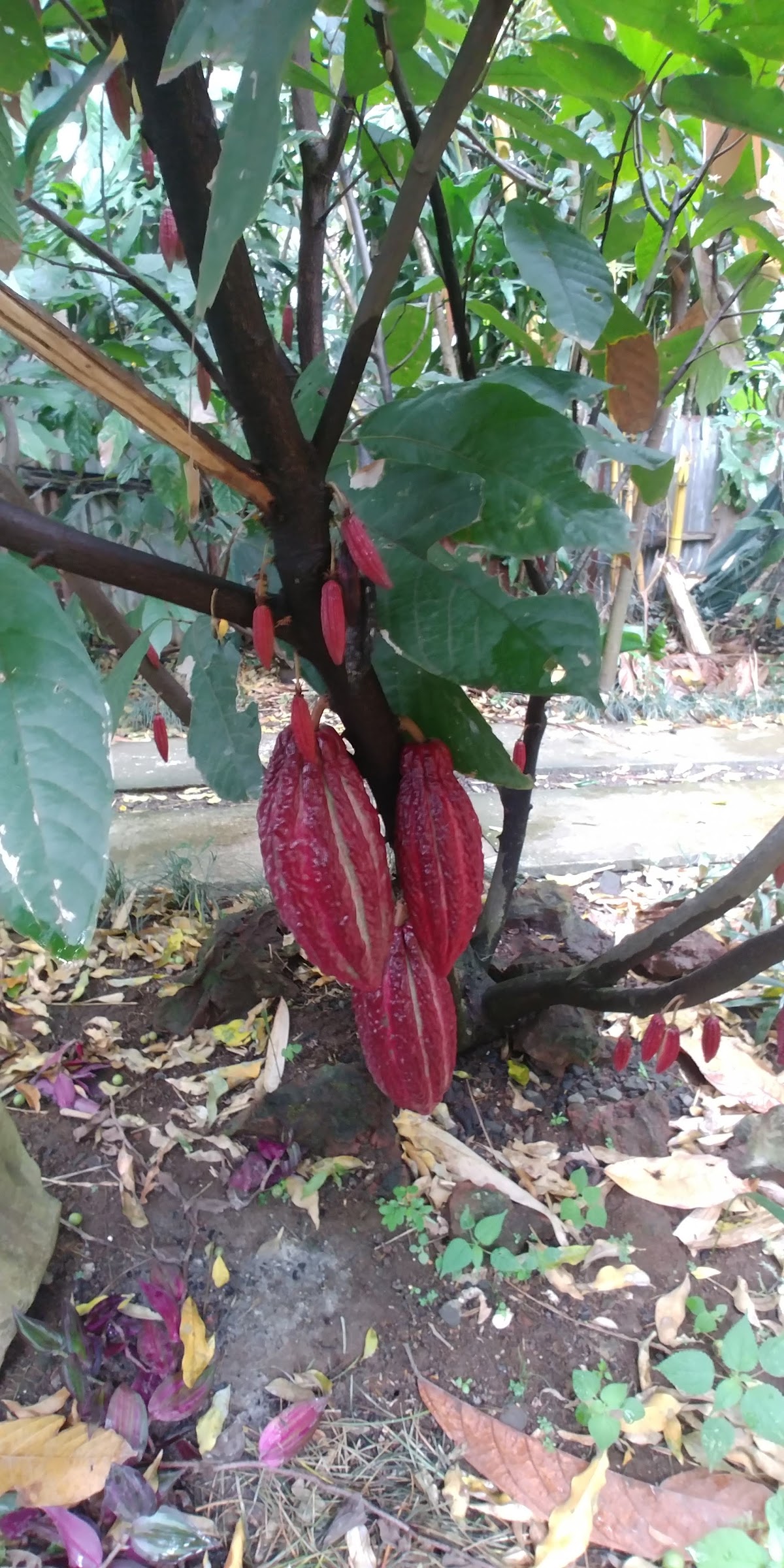 Choco Tour Costa Rica - photo 3
