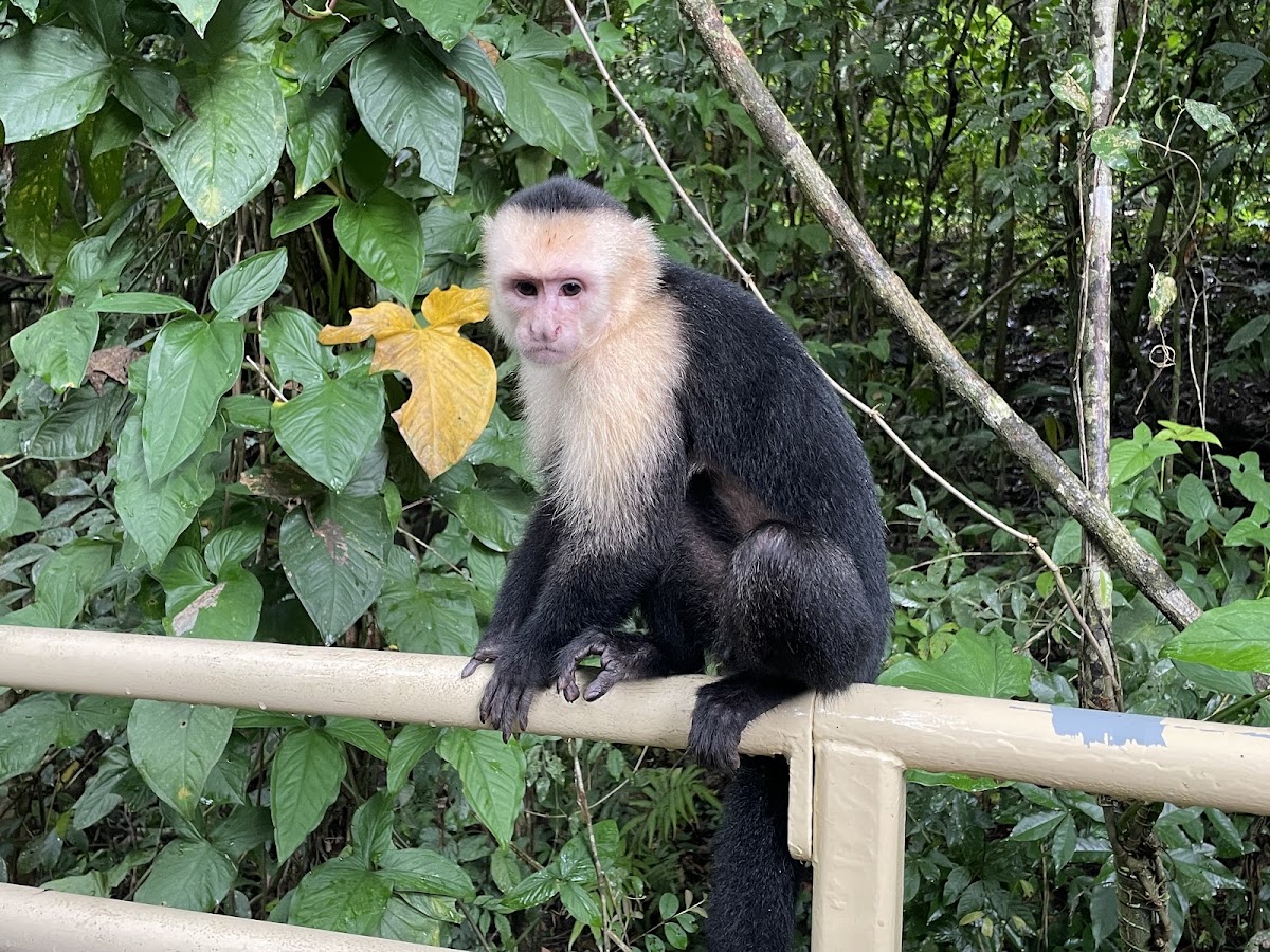 Manuel Antonio Evergreen Tours - Costa Rica con Venegas - photo 3