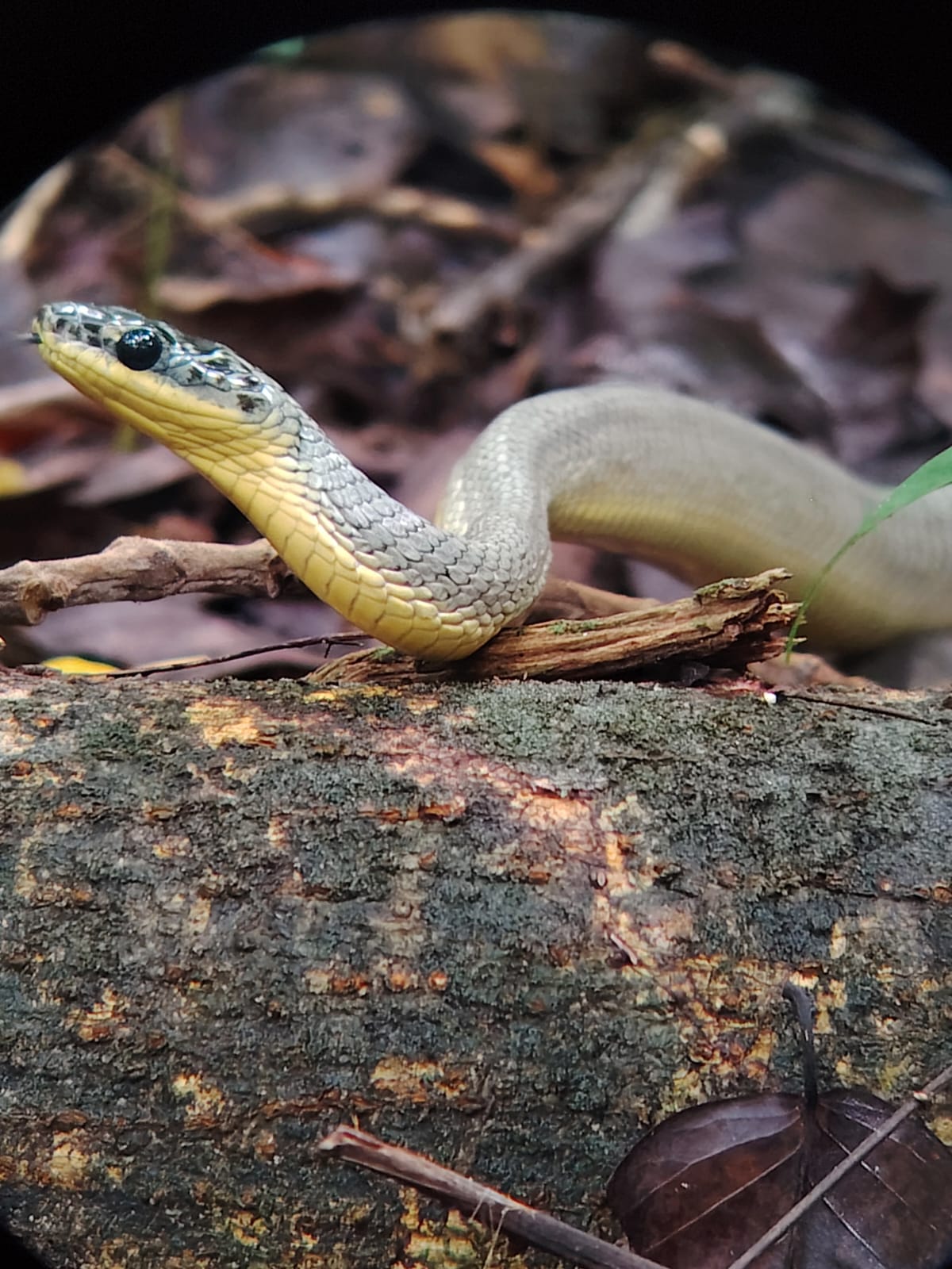 Manuel Antonio Evergreen Tours - Costa Rica con Venegas - photo 5