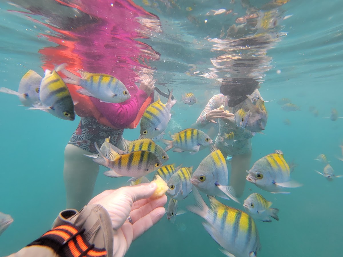 Snorkel Adventure Costa Rica - photo 2